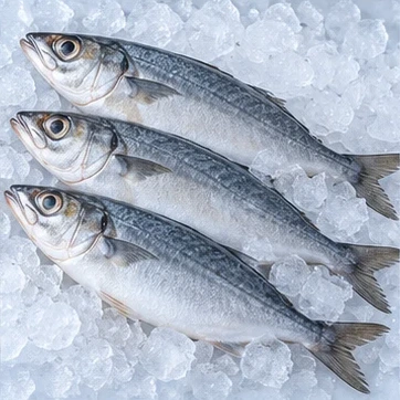 魚類