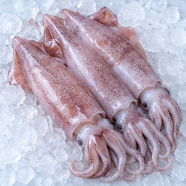 魷魚